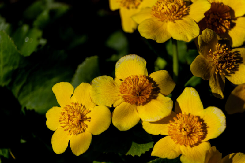 Yellow flowers blooming in natural light