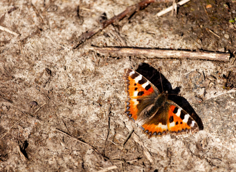 Bright orange butterfly resting on a green leaf