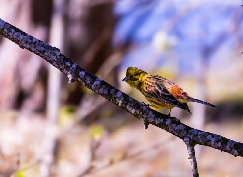 Yellowhammer bird perched on a branch / Kuldnokk oksal