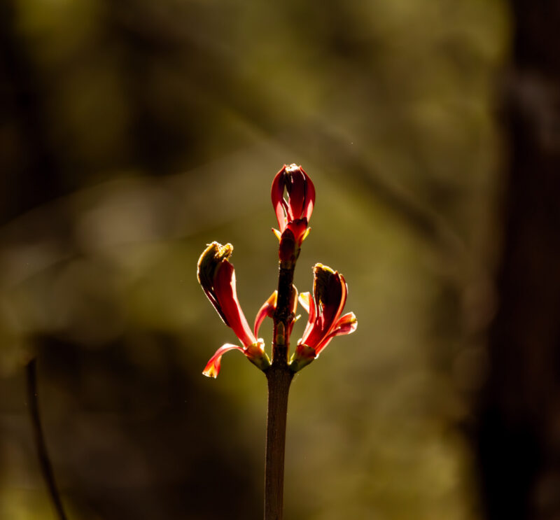 Close-up of a blooming flower in soft natural light
