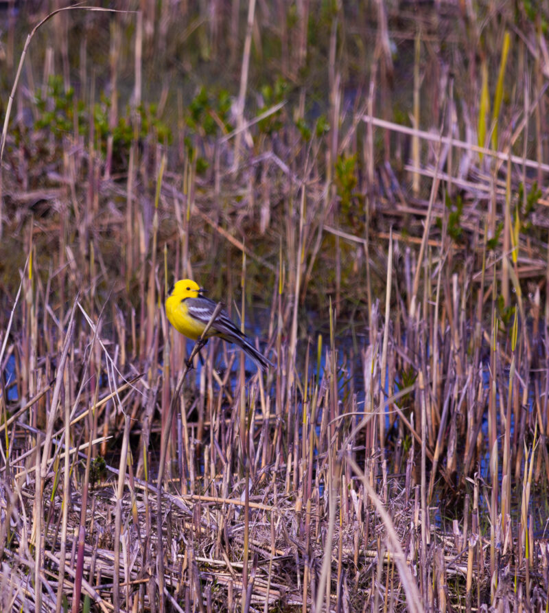 Western Yellow Wagtail perched on a branch / Lääne-kollane vihik oksal