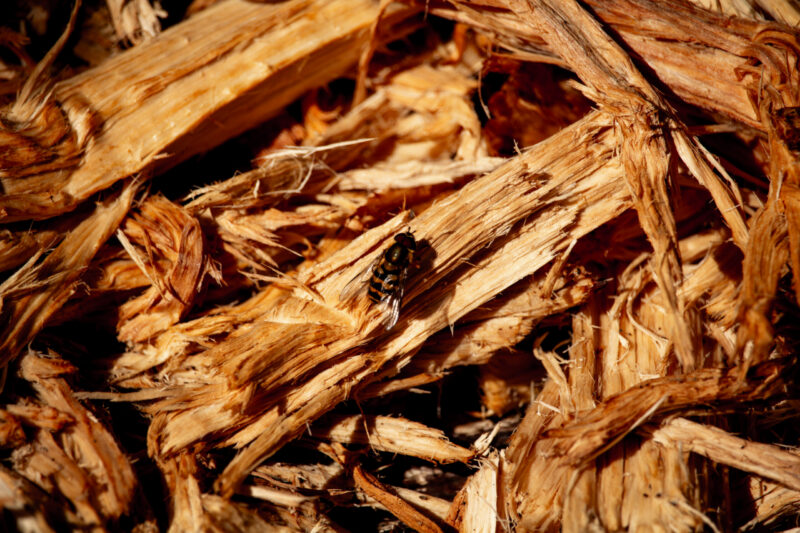 Wasp resting on stacked wood pieces / Herilane puidutükkide peal puhkeasendis