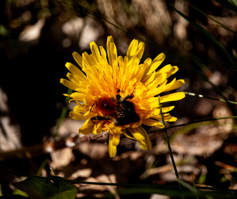 Bumblebee collecting nectar from a yellow flower / Kimalane kogub nektarit kollaselt õielt
