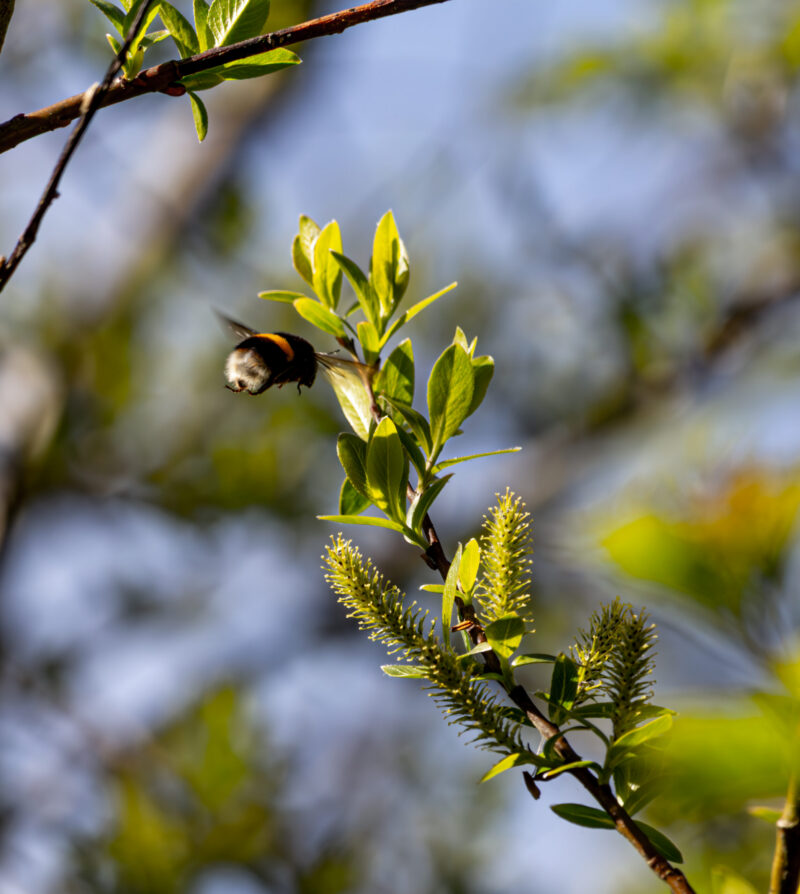 Bee in flight, wings blurred / Mesilane lennul, tiivad udus