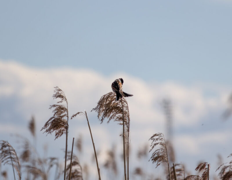 Male Reed Bunting perched on a branch / Isane rukkirääk oksal