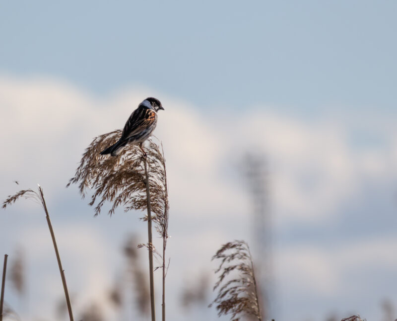 Male Reed Bunting perched on a branch / Isane rukkirääk oksal