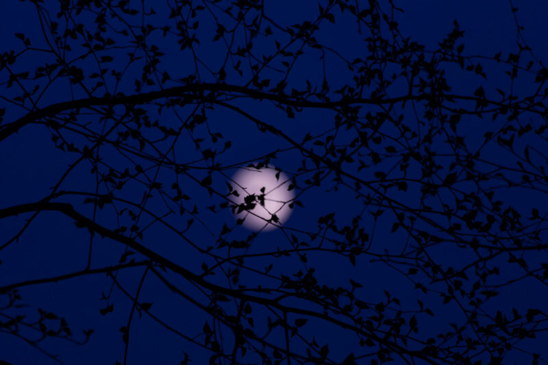 Moon glowing behind tree branches at night / Kuu paistmas öösel puuokste taga