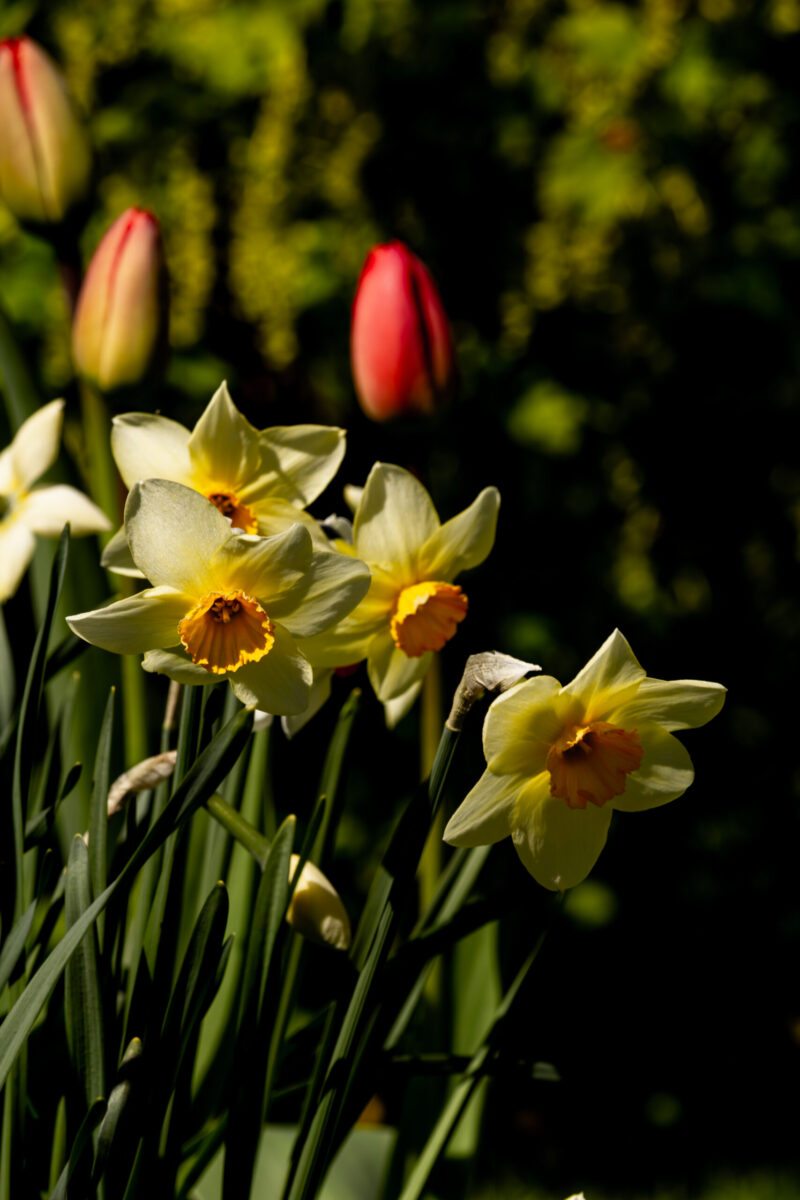 Close-up of white flowers with bright yellow centers / Lähivõte valgetest lilledest erksate kollaste südamikega