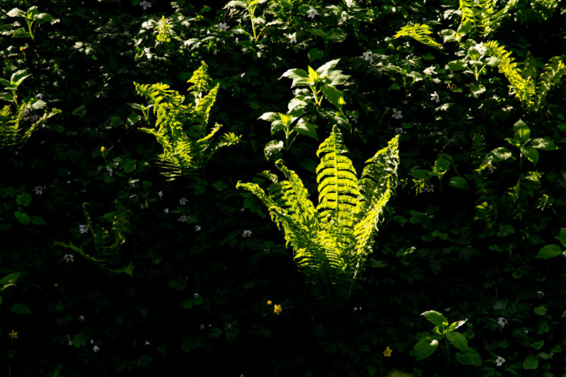 Green ferns growing in a forest setting / Rohelised sõnajalad kasvamas metsas