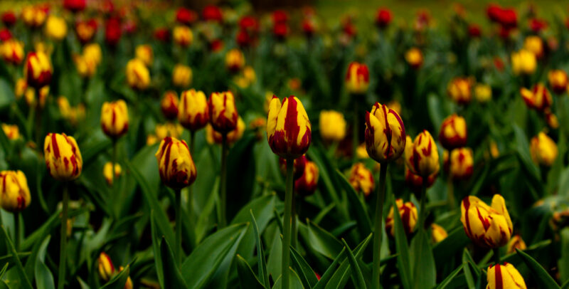 Reddish-yellow tulips in bloom / Punakaskollakad tulbid õitsemas