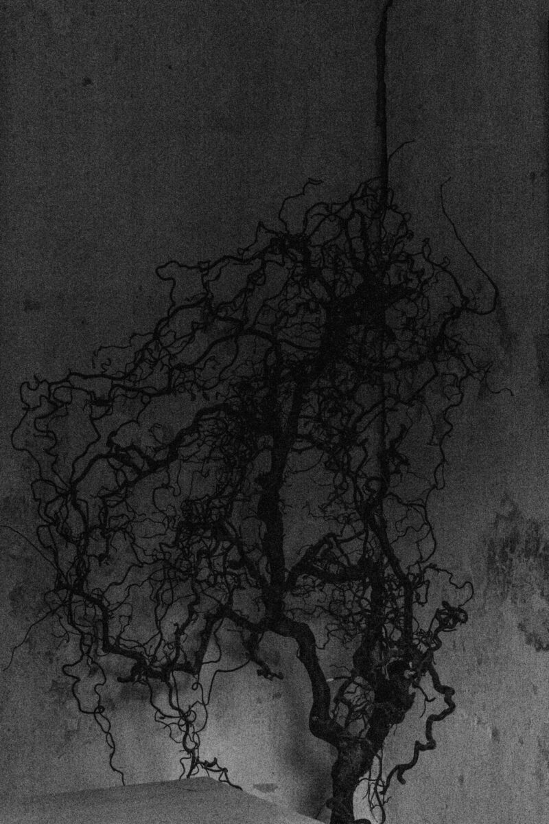 Dry branches lying or standing inside an abandoned manor / Kuivad oksad lebamas või püsti mahajäetud mõisas