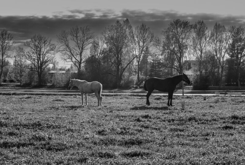 Black and white photo of two horses, one black and one white, standing back to back / Mustvalge foto kahest hobusest, üks must ja teine valge, seljaga teineteise poole