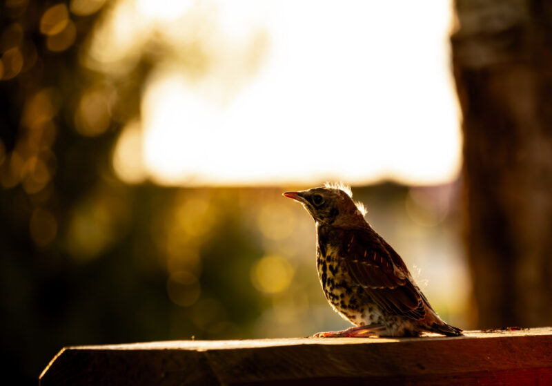 Juvenile Song Thrush perched alone on a branch / Üksik noor rändur oksal