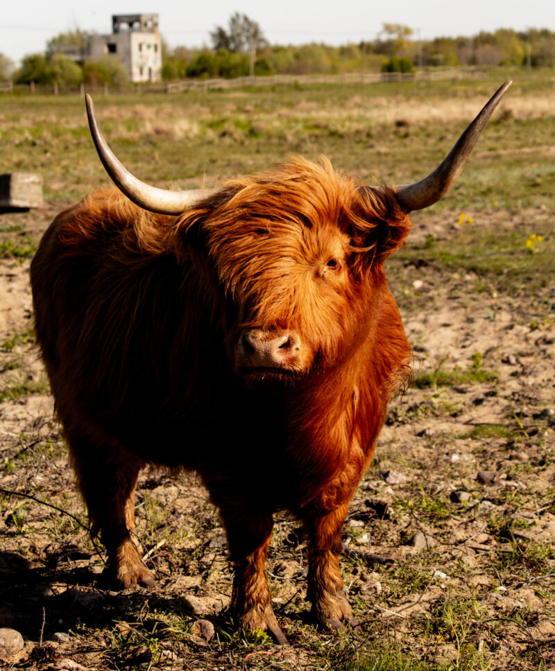 Cow standing in a grassy field / Lehm seisab rohumaal