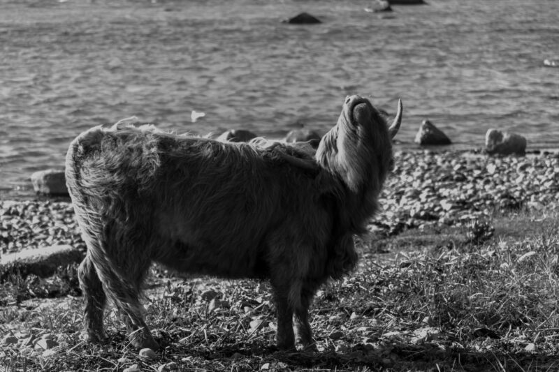 Cow standing in a grassy field / Lehm seisab rohumaal