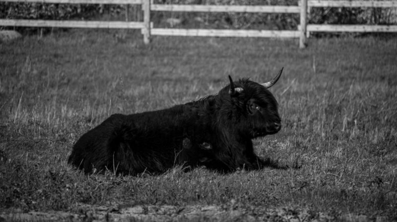 Cow standing in a grassy field / Lehm seisab rohumaal