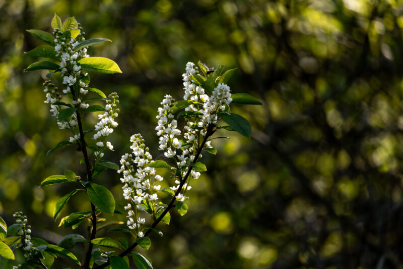 Close-up of white flowering buds on a branch / Lähivõte valgetest õitsevatest pungadest oksal