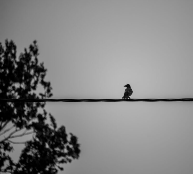 Üksik lind istumas elektrijuhtme otsas / Lone bird perched on a power line