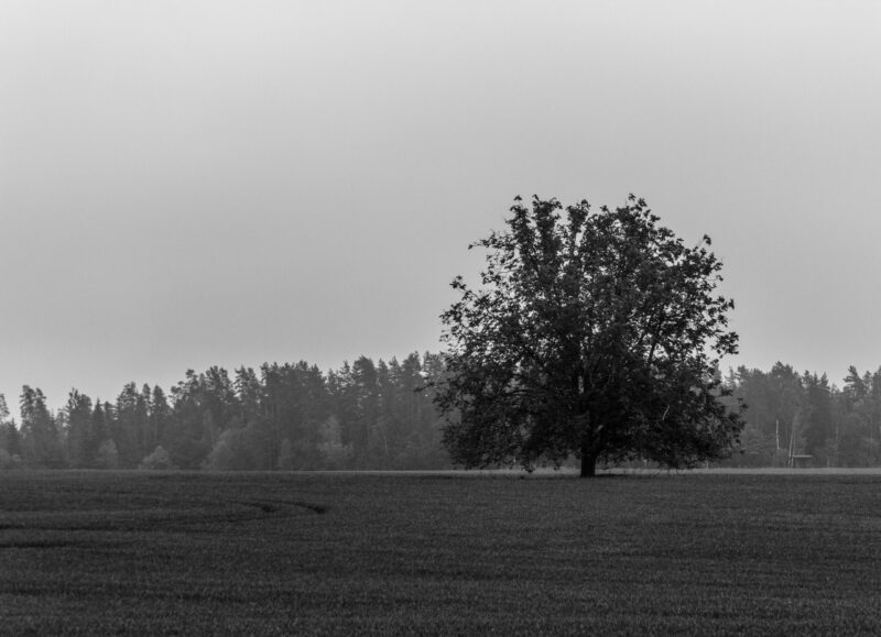 Lone tree standing in an open field captured in black and white