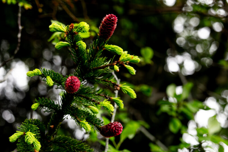 Noored kuuse oksad ja käbid kasvamas rohelises metsas / Young spruce branches and cones growing in a green forest