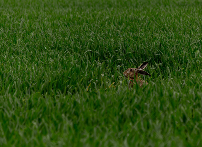 Jänes rohusises põllul / Rabbit in a grassy field