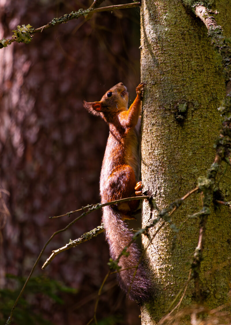Orav Taevaskoja rohelises metsas oksal / Squirrel on a branch in the green forest of Taevaskoda