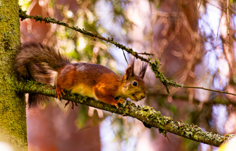 Orav Taevaskoja rohelises metsas oksal / Squirrel on a branch in the green forest of Taevaskoda