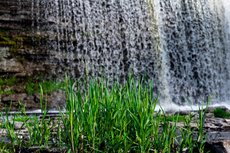English: Close-up of green river reeds or tall grass growing in shallow, shimmering water with a dark, blurred background. Estonian: Lähivõte rohelistest jõe pilliroogudest või kõrgest rohust, mis kasvavad madalas, sillerdavas vees tumeda, udune taustaga.