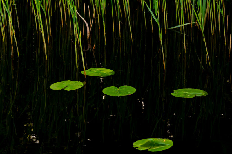 English: Green water lily pads float on dark, reflective water in front of tall, vertical reeds or grass stalks, emphasizing aquatic plant life. Estonian: Rohelised vesiroosi lehed ujuvad tumedal, peegeldaval veel kõrgete vertikaalsete pilliroo- või roovarte ees, rõhutades veetaimestikku.