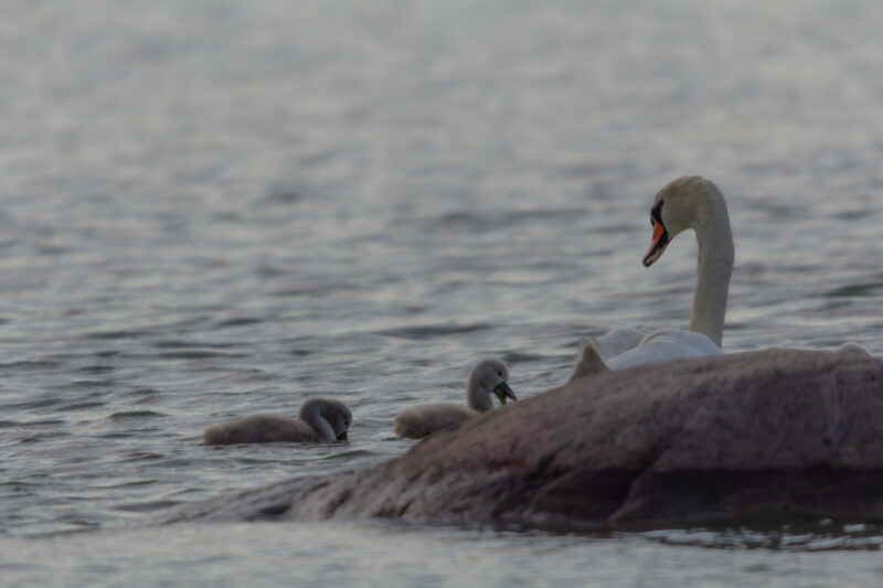A majestic mute swan gracefully swims with two fluffy grey cygnets in calm water, partially obscured by a natural rock. Majesteetlik kühmnokk-luik ujub graatsiliselt kahe koheva halli luige pojaga rahulikus vees, osaliselt varjatud loodusliku kiviga