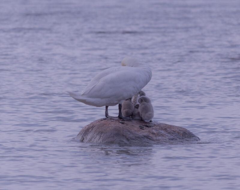 A majestic mute swan gracefully swims with two fluffy grey cygnets in calm water, partially obscured by a natural rock. Majesteetlik kühmnokk-luik ujub graatsiliselt kahe koheva halli luige pojaga rahulikus vees, osaliselt varjatud loodusliku kiviga.