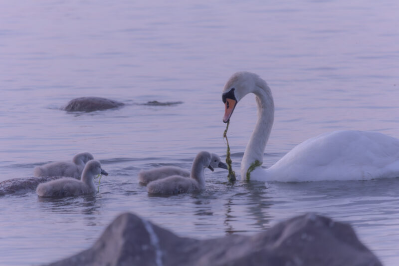 A majestic mute swan gracefully swims with two fluffy grey cygnets in calm water, partially obscured by a natural rock. Majesteetlik kühmnokk-luik ujub graatsiliselt kahe koheva halli luige pojaga rahulikus vees, osaliselt varjatud loodusliku kiviga.
