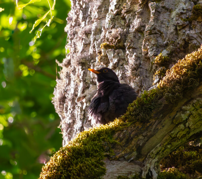 English: A common blackbird with a bright orange beak and dark plumage perches on a moss-covered tree branch against textured bark, bathed in sunlight. Estonian: Harilik musträstas ereda oranži noka ja tumeda sulestikuga istub sammaldunud puuoksal tekstuurse koore taustal, päikesevalguses