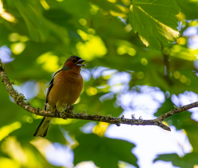 English: A colorful Common Chaffinch with a blue-grey head and reddish breast perches on a mossy branch, holding a small insect in its open beak, surrounded by green leaves. Estonian: Värviline harilik metsvint sinakashalli pea ja punaka rinnaga istub sammaldunud oksal, hoides lahtises nokas väikest putukat, ümbritsetuna roheliste lehtedega