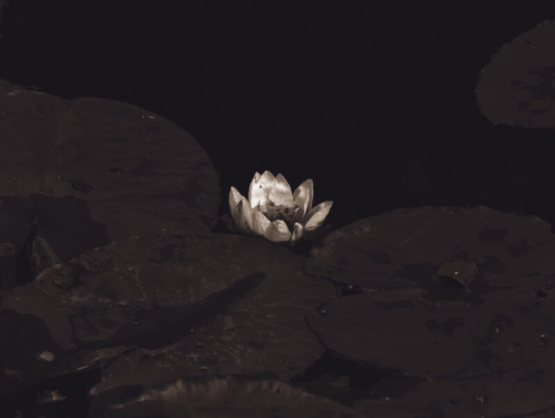 English: A luminous white or light-colored water lily bloom floats on dark water, surrounded by deep green lily pads, with a dark, minimalist background. Estonian: Helendav valge või heledatooniline vesiroosi õis hõljub tumedal veel, ümbritsetud sügavroheliste vesiroosi lehtedega, tumeda ja minimalistliku taustaga.