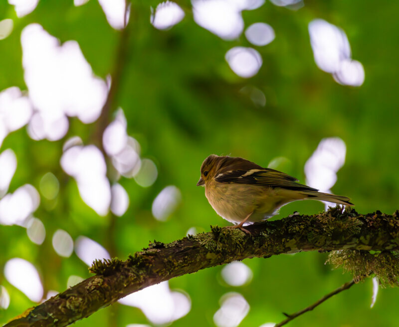 English: A small bird, likely a female or juvenile chaffinch, with muted brown and yellow plumage and striped wings, perches on a mossy branch surrounded by blurred green foliage and dappled sunlight. Estonian: Väike lind, tõenäoliselt emane või noor metsvint, tagasihoidlikult pruunikaskollase sulestiku ja triibuliste tiibadega, istub samblaga kaetud oksal uduste roheliste lehtede ja laigulise päikesevalguse keskel.