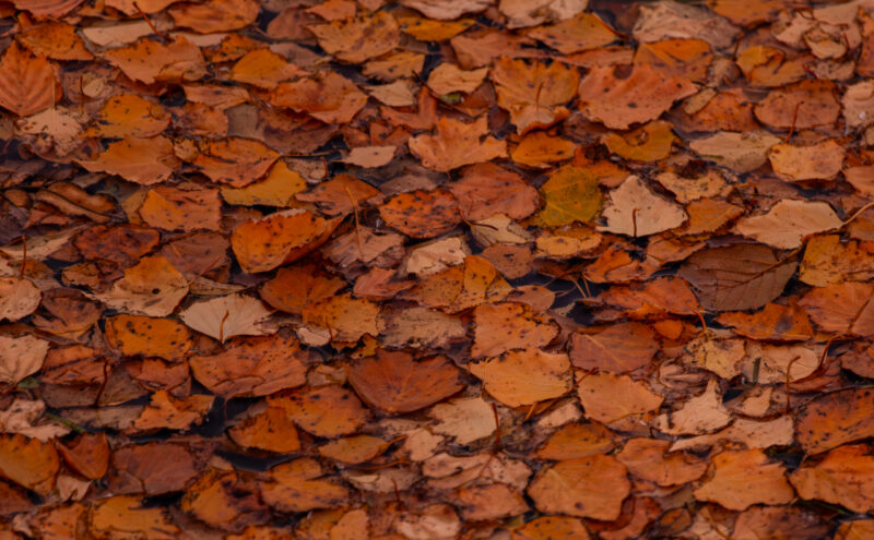 autumn abstract photography