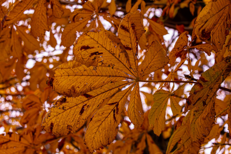 autumn abstract photography
