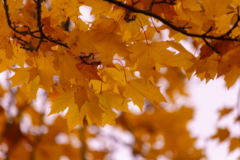 autumn abstract photography