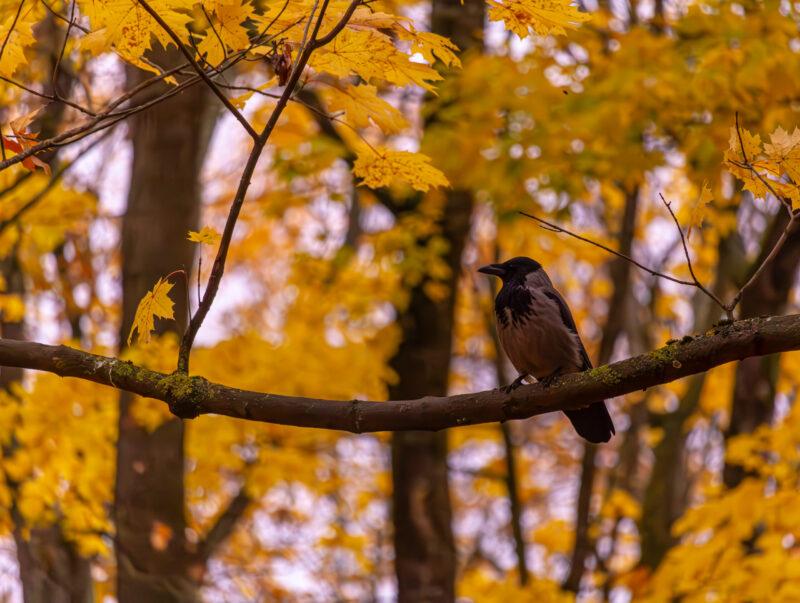 Gray Raven in autumn