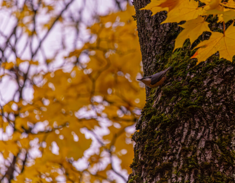 bird in autumn