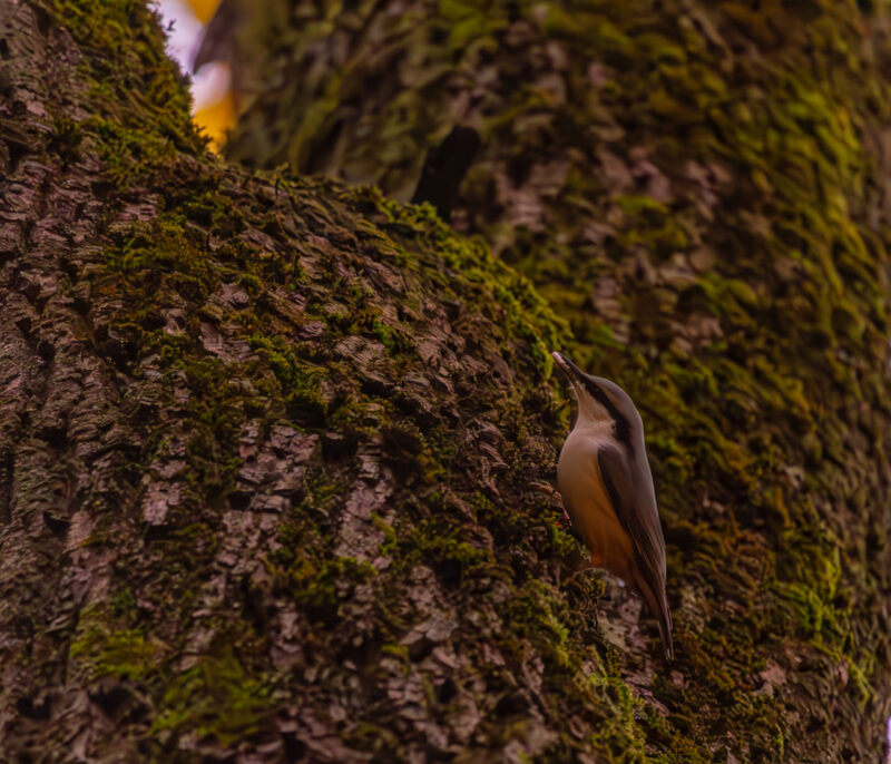 bird in autumn