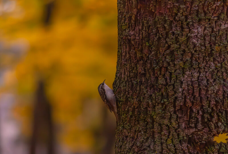 bird in autumn