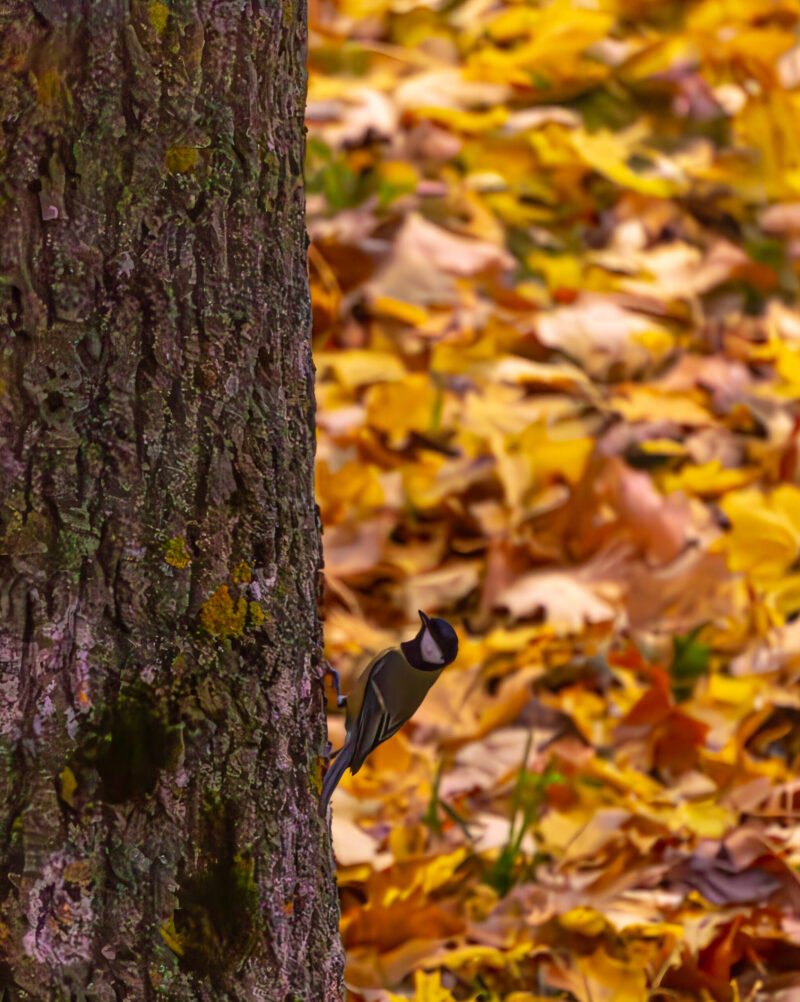 bird in autumn
