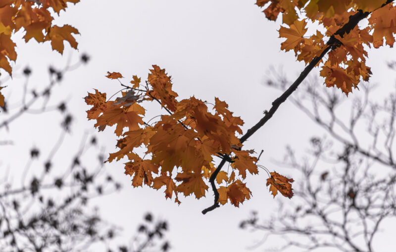 autumn abstract photography