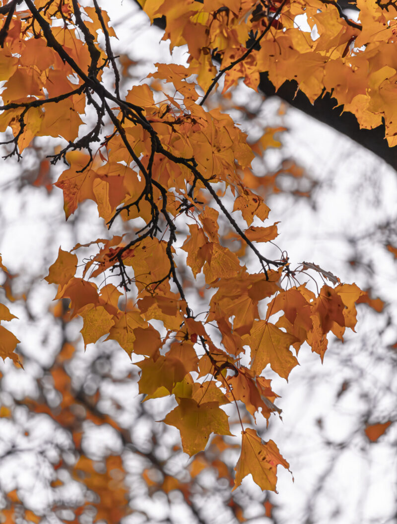 autumn abstract photography