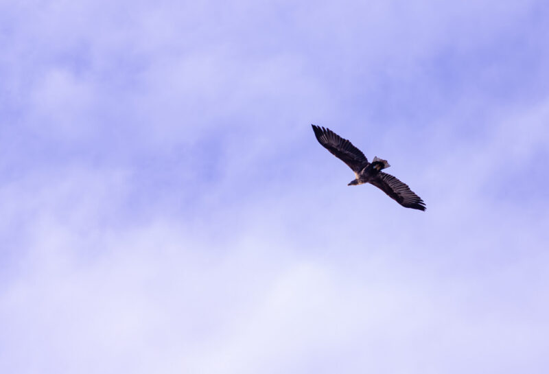 Bird soaring in cloudy sky Young White Tailed Eagle Paljassaare