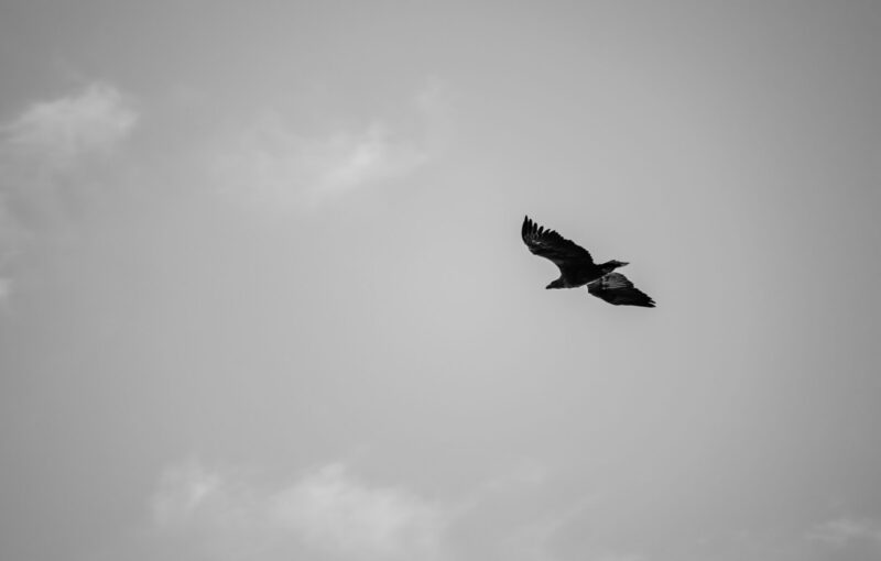 Bird soaring in cloudy sky Young White Tailed Eagle Paljassaare