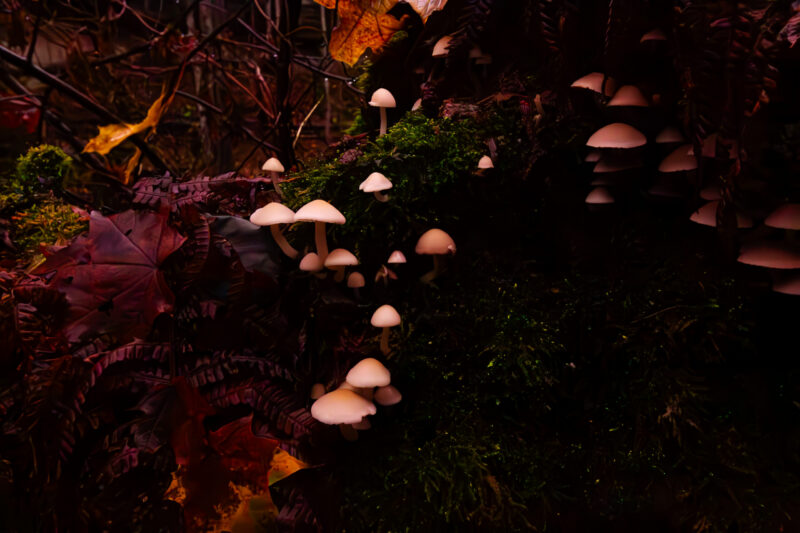 Autumn shrooms in estonia