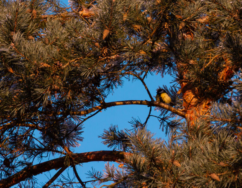 Bird perched on pine tree branch
